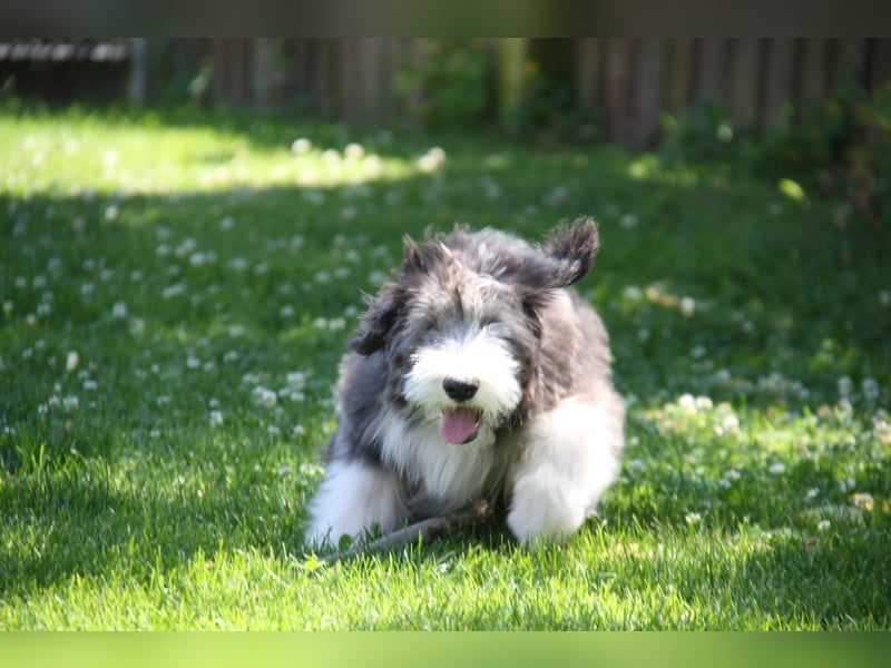 Bearded Collie , 1 Mädchen ist bereit für die Welt!