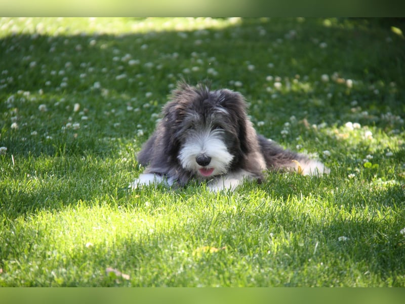 Bearded Collie , 1 Mädchen ist bereit für die Welt!