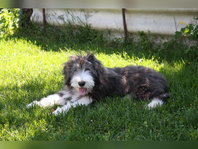 Bearded Collie , 1 Mädchen ist bereit für die Welt!