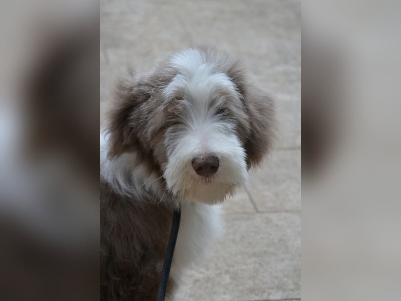 · BEARDED COLLlE WELPEN  · Ein faible für das Besondere!