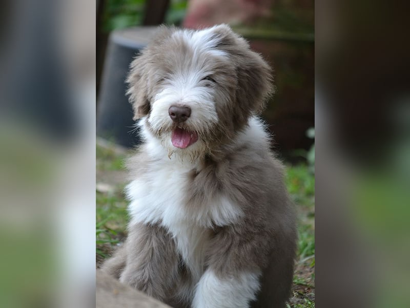 · BEARDED COLLlE WELPEN  · Ein faible für das Besondere!