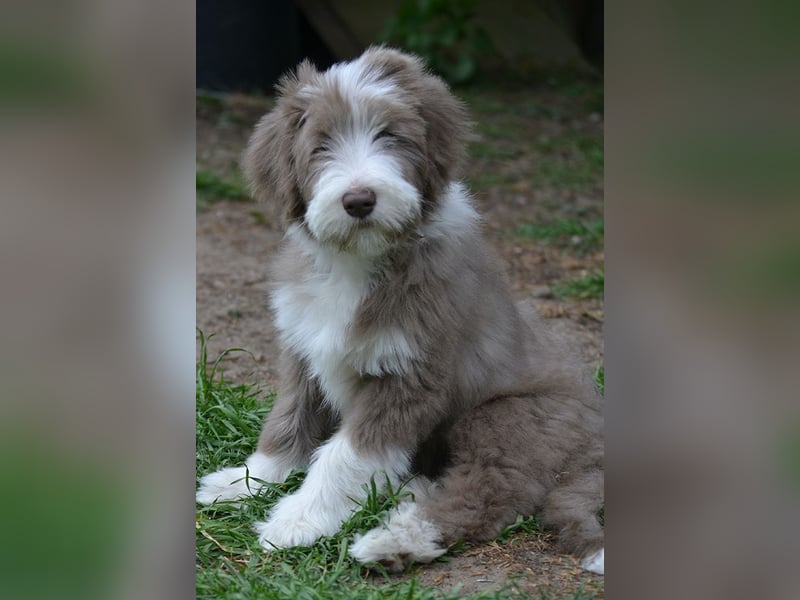 · BEARDED COLLlE WELPEN  · Ein faible für das Besondere!