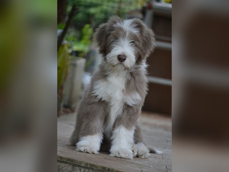 · BEARDED COLLlE WELPEN  · Ein faible für das Besondere!