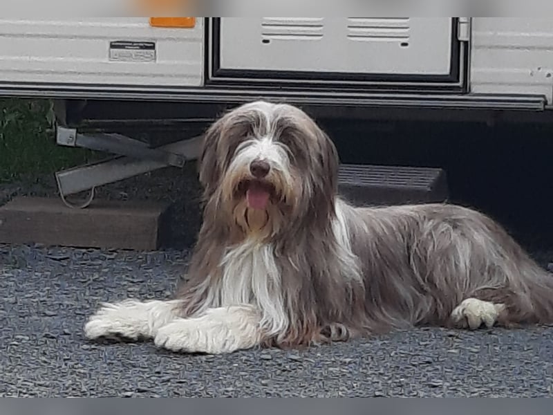 Bearded Collie Welpen in fawn & braun