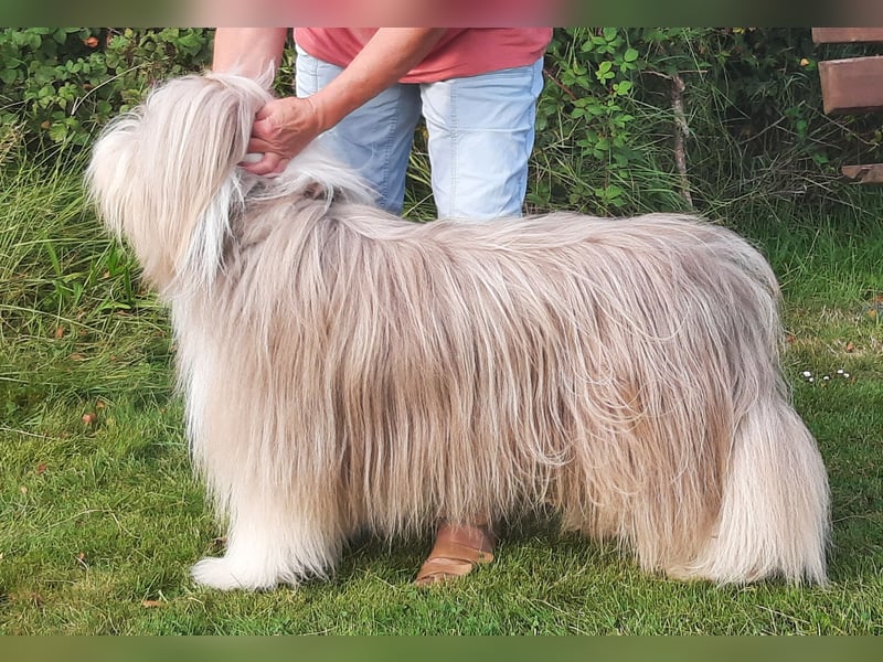 Bearded Collie Welpen in fawn & braun