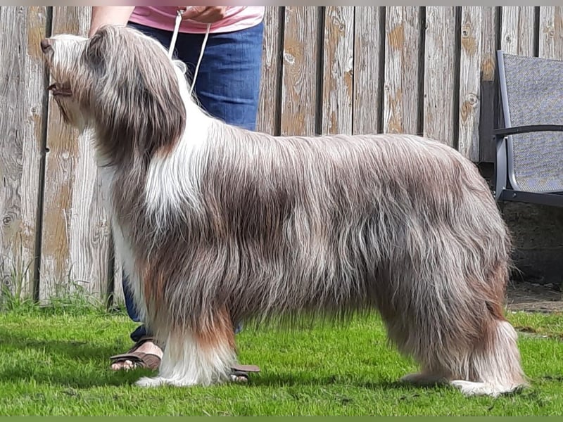 Bearded Collie Welpen in fawn & braun