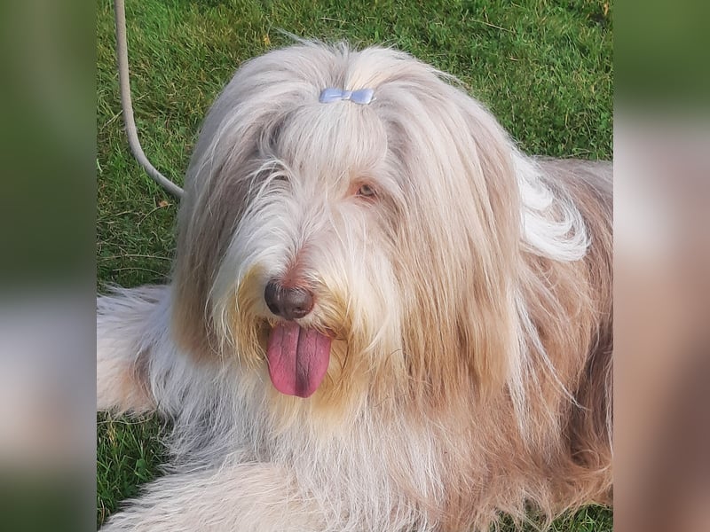 Bearded Collie Welpen in fawn & braun