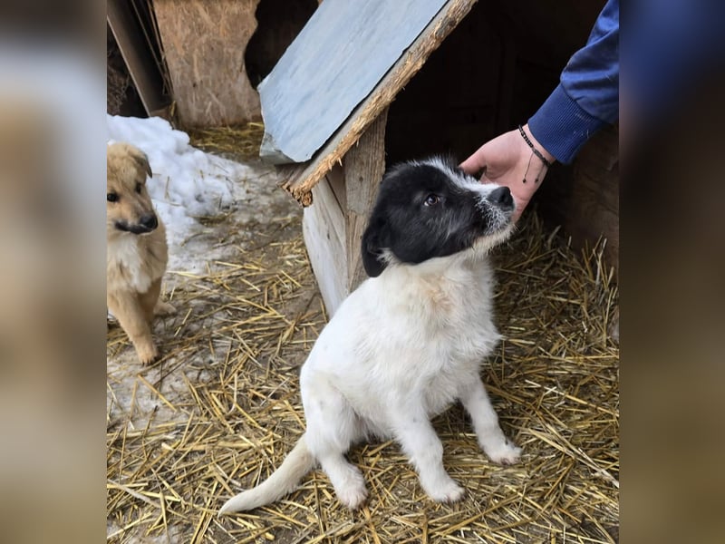 Stella - ist noch so jung