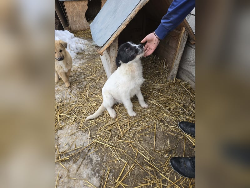 Stella - ist noch so jung