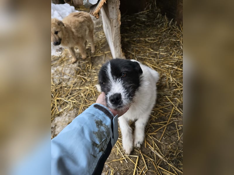 Stella - ist noch so jung