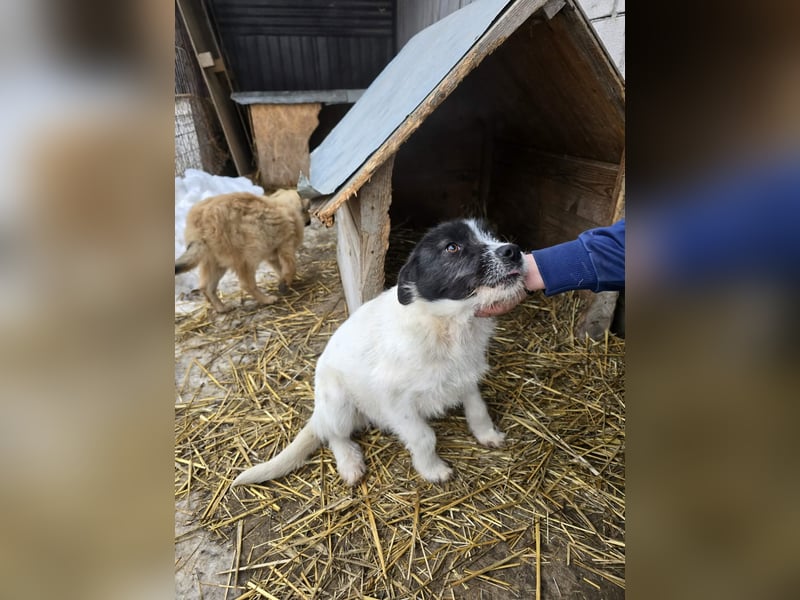 Stella - ist noch so jung