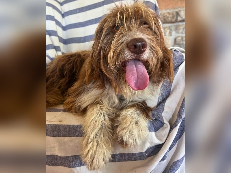 Tejo: Sensibler Hütehund mit Herz und Verstand