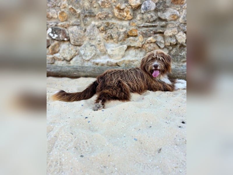 Tejo: Sensibler Hütehund mit Herz und Verstand