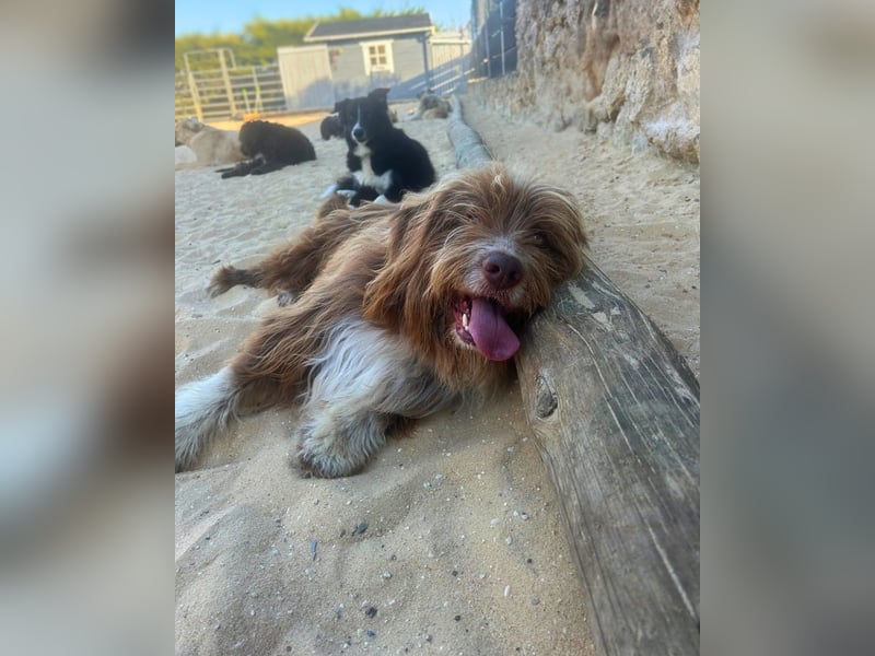 Tejo: Sensibler Hütehund mit Herz und Verstand