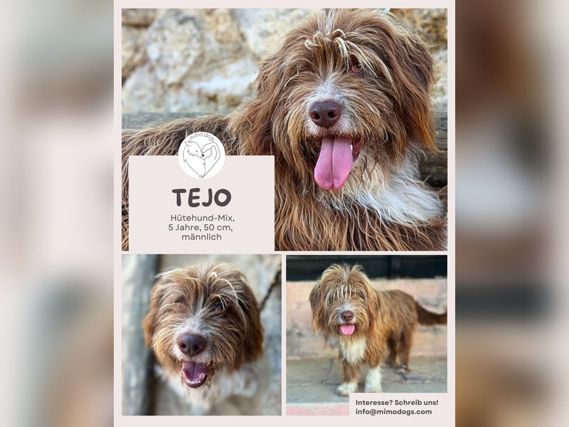 Tejo: Sensibler Hütehund mit Herz und Verstand