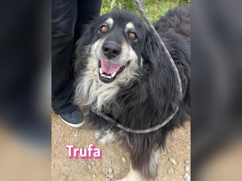 Trufa, 12/23 - süßes Wuschel wartet in 64646 Heppenheim auf Besuch