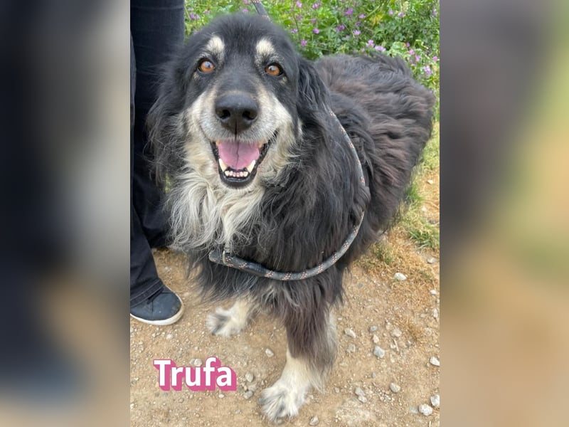Trufa, 12/23 - süßes Wuschel wartet in 64646 Heppenheim auf Besuch