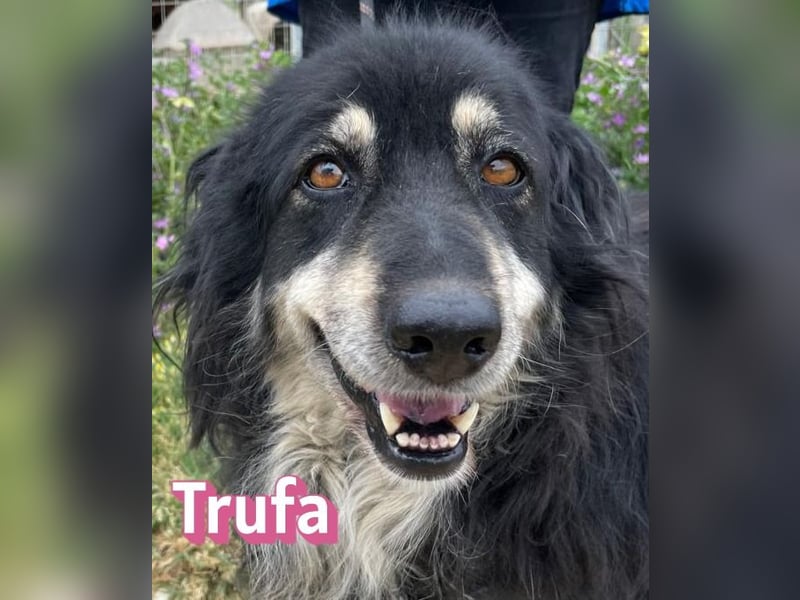 Trufa, 12/23 - süßes Wuschel wartet in 64646 Heppenheim auf Besuch