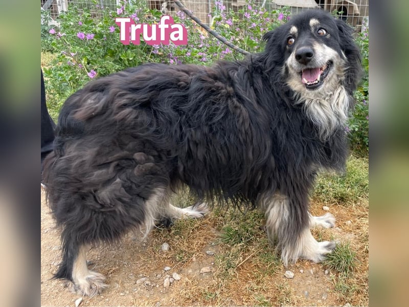 Trufa, 12/23 - süßes Wuschel wartet in 64646 Heppenheim auf Besuch