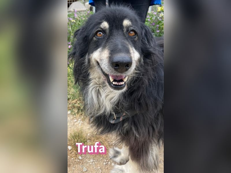 Trufa, 12/23 - süßes Wuschel wartet in 64646 Heppenheim auf Besuch
