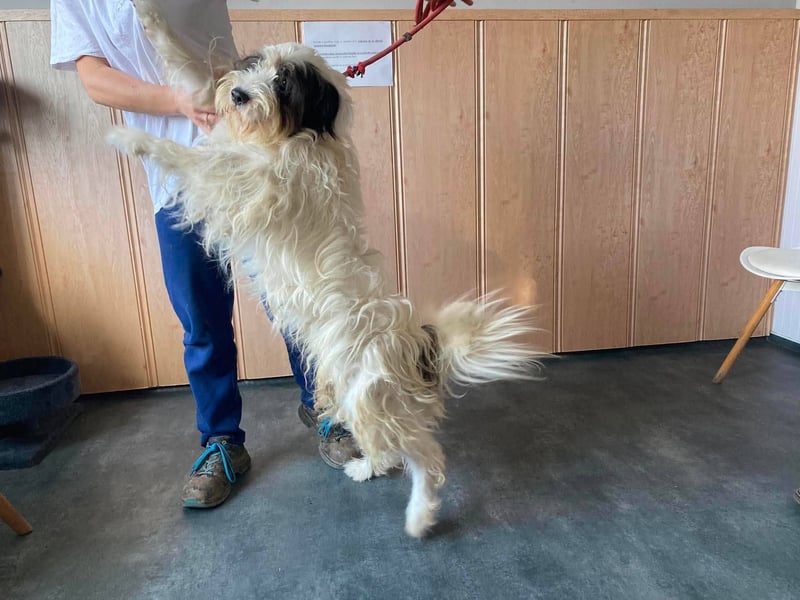 Jagger , wuschelig und lieb
