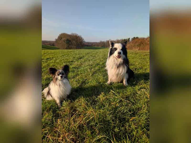 Lennox und Bounty suchen neues Zuhause