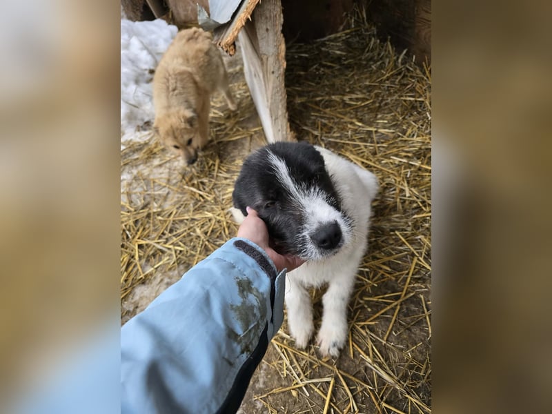 Stella - ist noch so jung