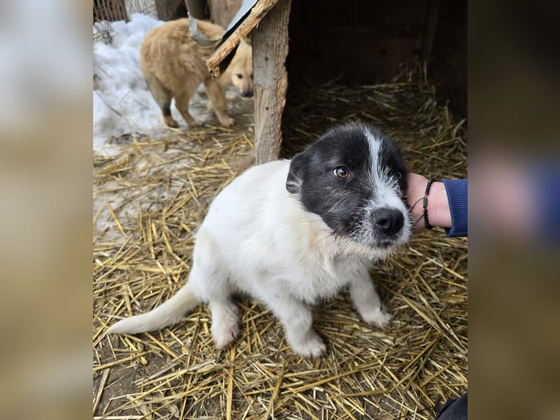 Stella - ist noch so jung