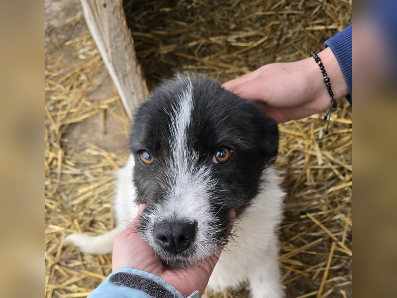 Stella - ist noch so jung