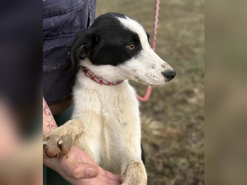 Aniol ein wundervoller Engel