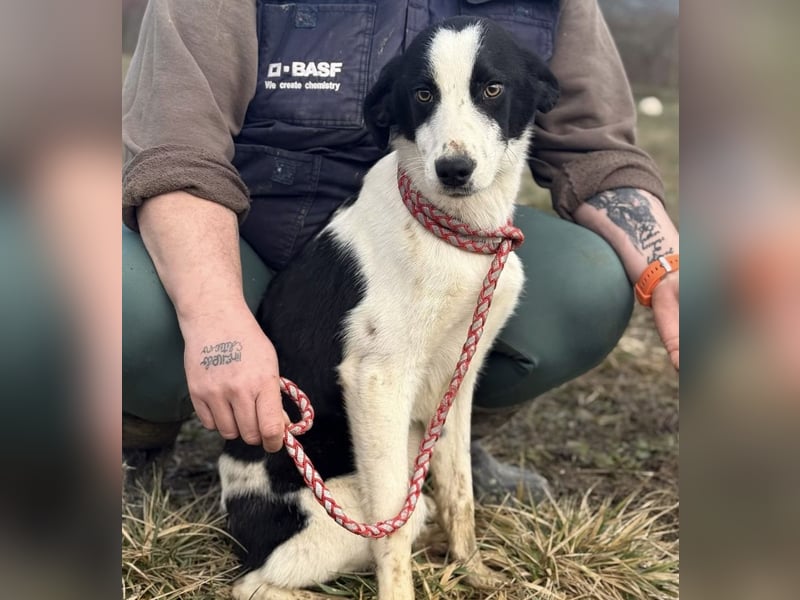 Aniol ein wundervoller Engel