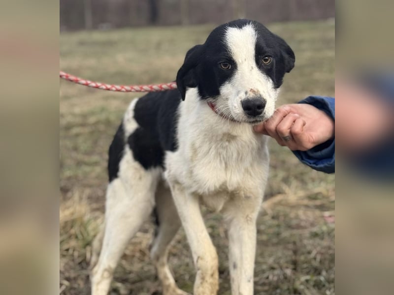 Aniol ein wundervoller Engel