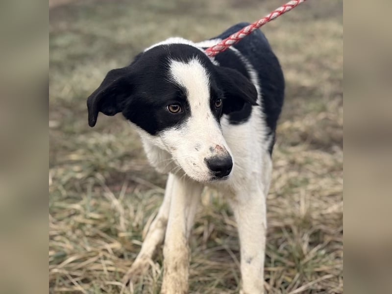 Aniol ein wundervoller Engel