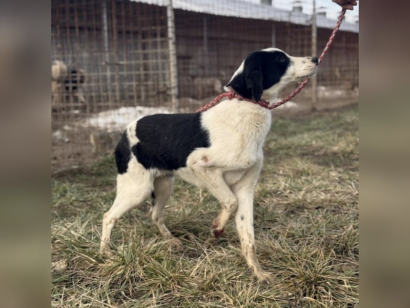 Aniol ein wundervoller Engel