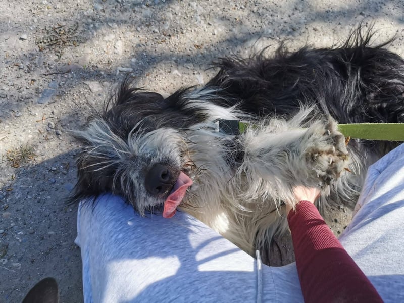 TIMO ca. 4,5 J. cooler Bearded-Colliemix-Rüde, Familienhund