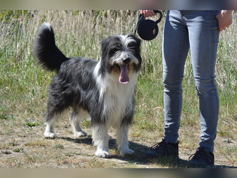 TIMO ca. 4,5 J. cooler Bearded-Colliemix-Rüde, Familienhund
