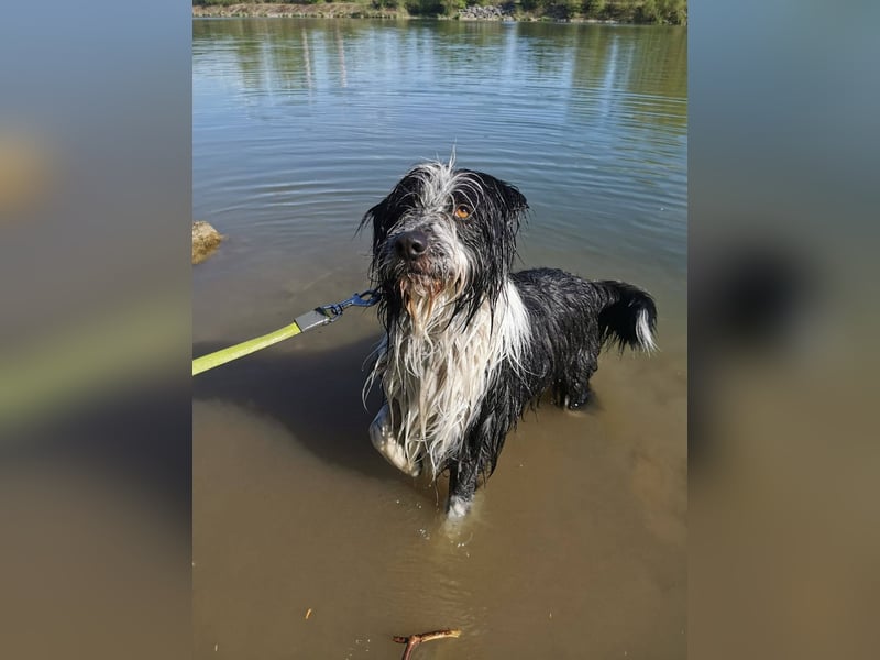 TIMO ca. 4,5 J. cooler Bearded-Colliemix-Rüde, Familienhund