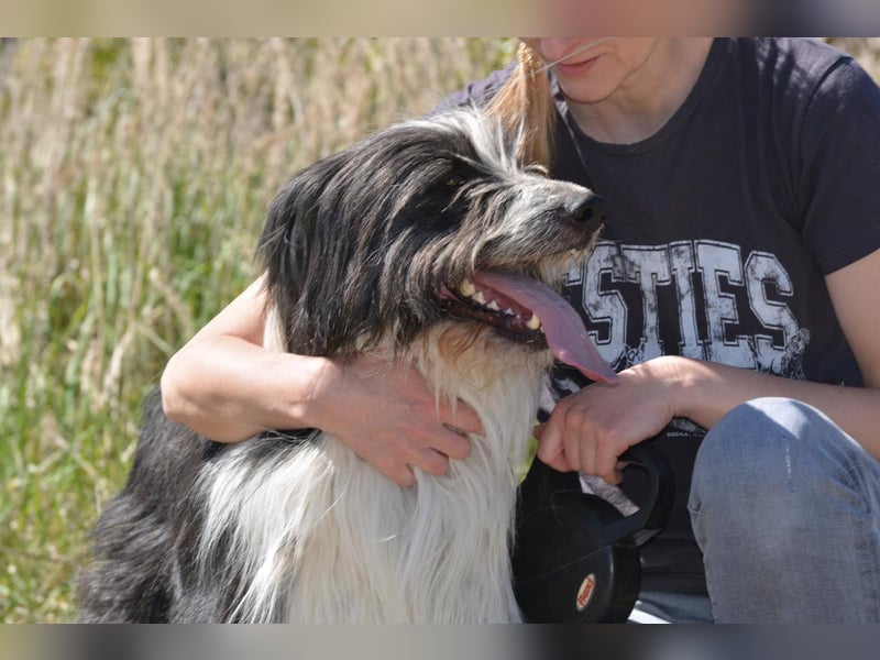 TIMO ca. 4,5 J. cooler Bearded-Colliemix-Rüde, Familienhund