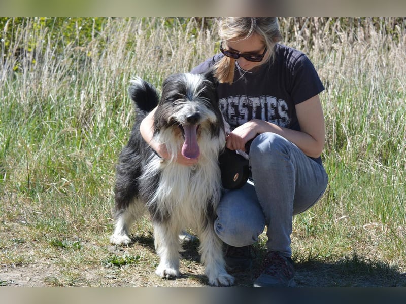 TIMO ca. 4,5 J. cooler Bearded-Colliemix-Rüde, Familienhund