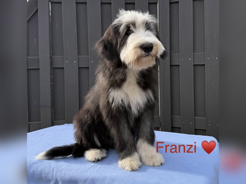 Bearded Collie Welpen