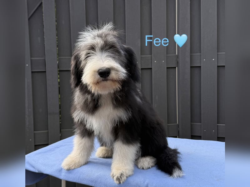 Bearded Collie Welpen