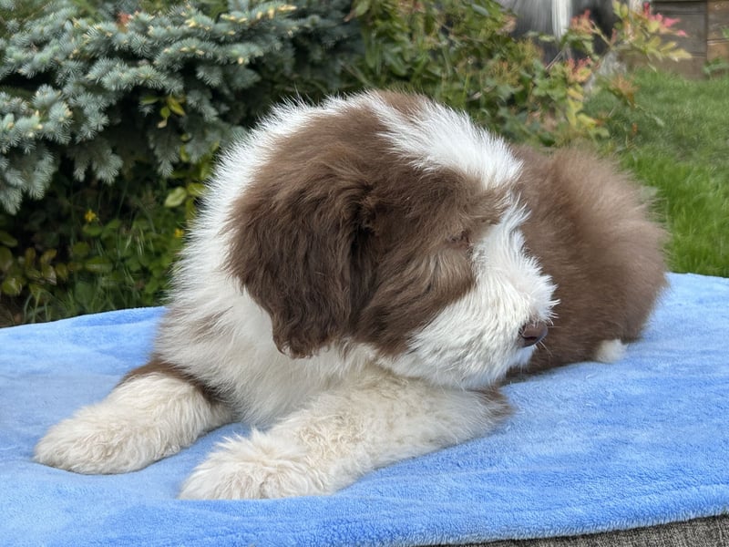 Bearded Collie Welpen