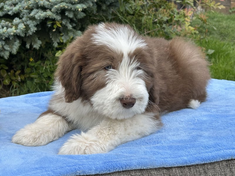 Bearded Collie Welpen