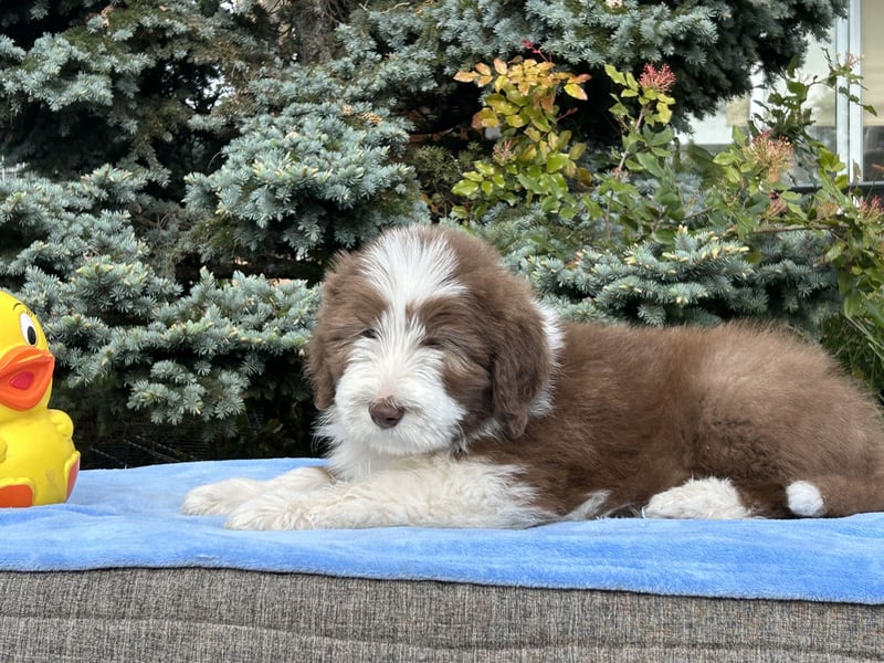 Bearded Collie Welpen