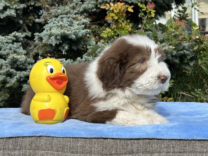 Bearded Collie Welpen