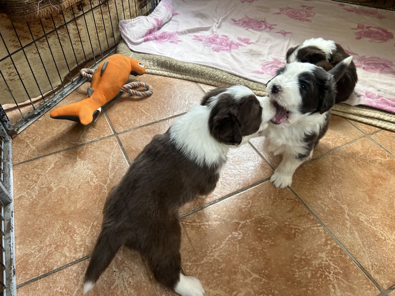 Bearded Collie Welpen
