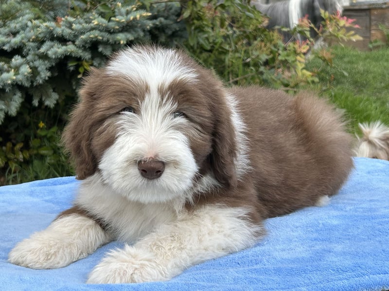 Bearded Collie Welpen