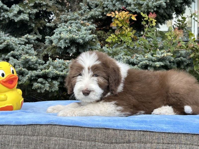 Bearded Collie Welpen