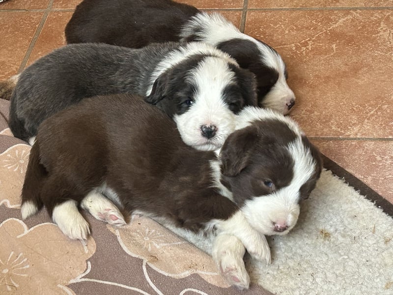 Bearded Collie Welpen
