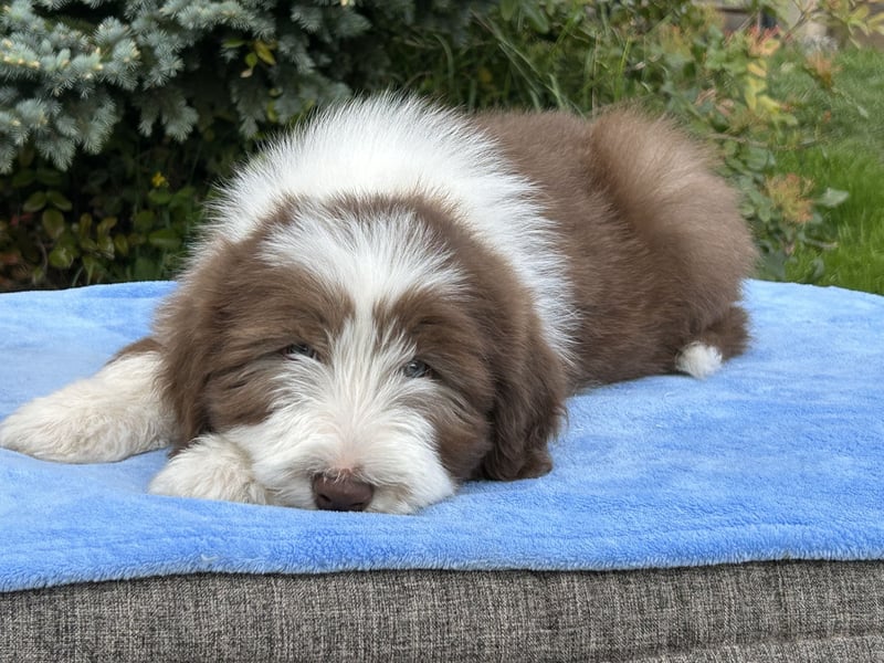 Bearded Collie Welpen